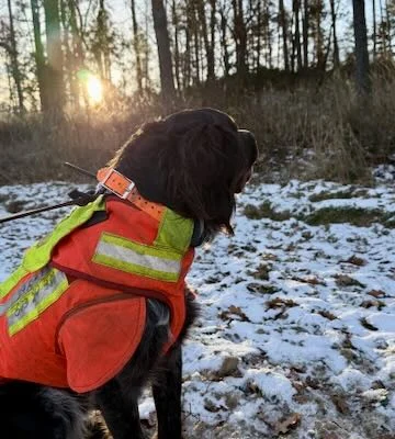 pes-partak-v-lese-hero